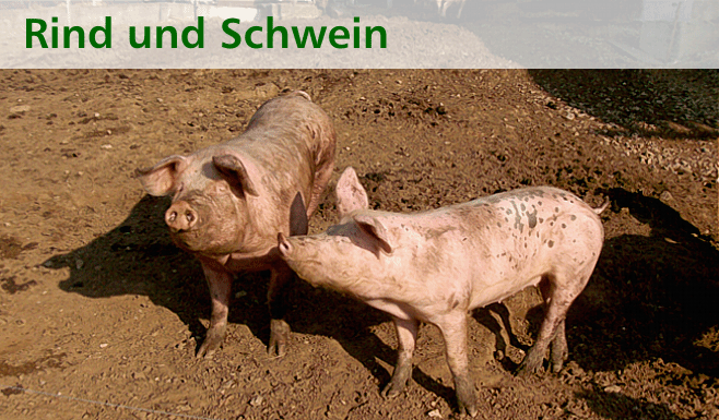 Schweine in Freilaufhaltung